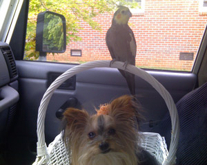 Lacy&Precious going for a ride